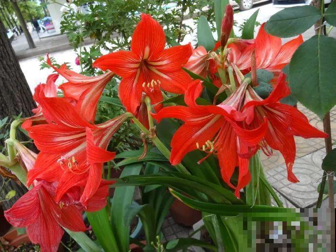 百合赏完了还有朱顶红，埋土里一月就开花，26个品种个个都耐寒！