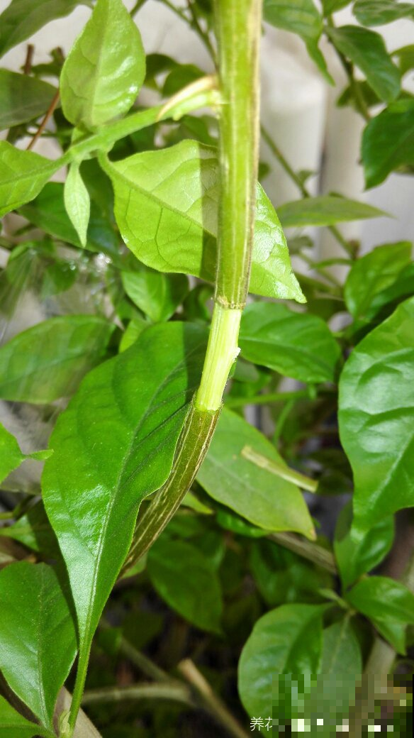 想要花满阳台就用这三个方法，轻松拥有满阳台，开爆阳台！