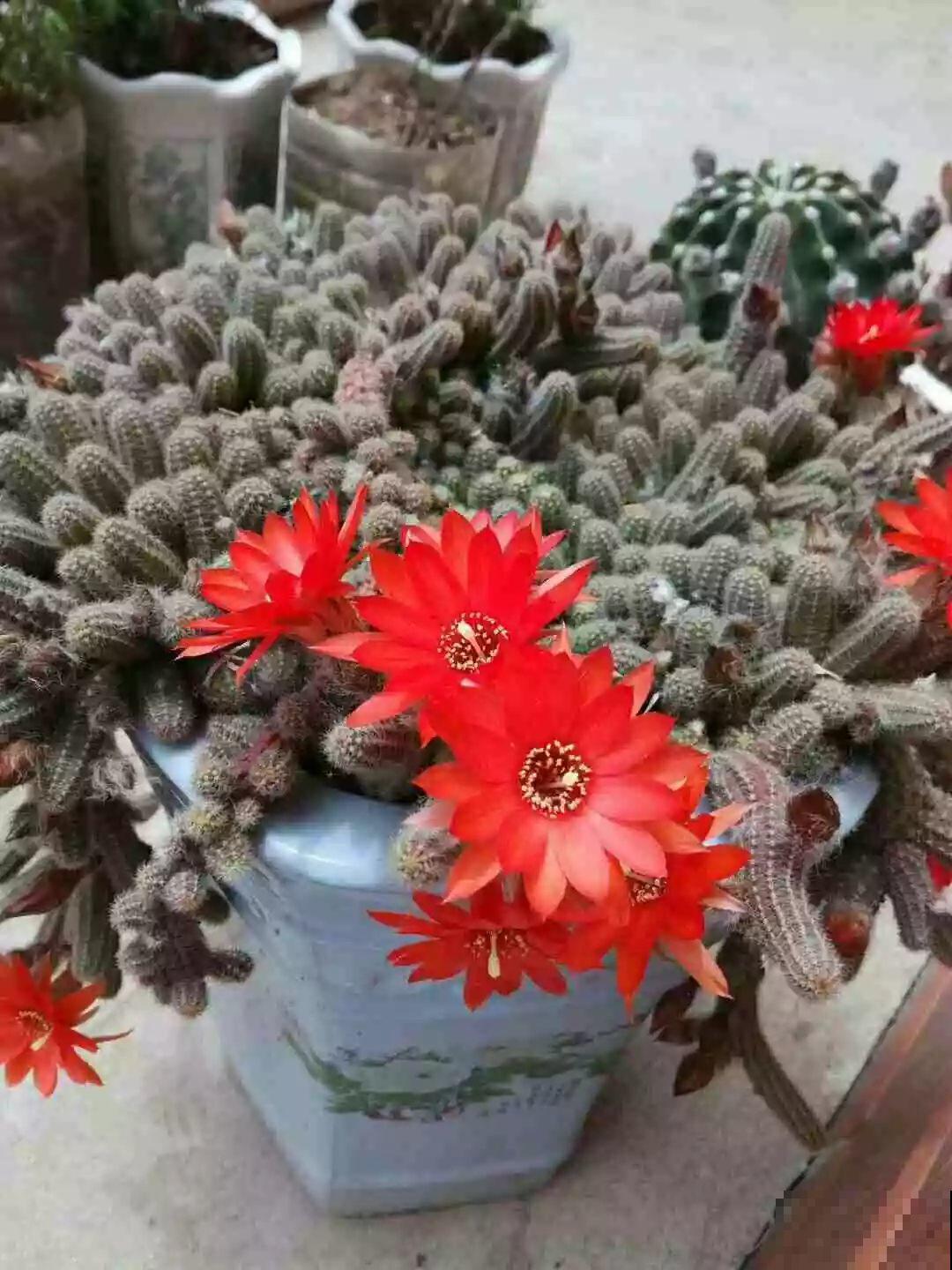 她家花盆里爬满了毛毛虫，越晒越开花，比月季还好看！