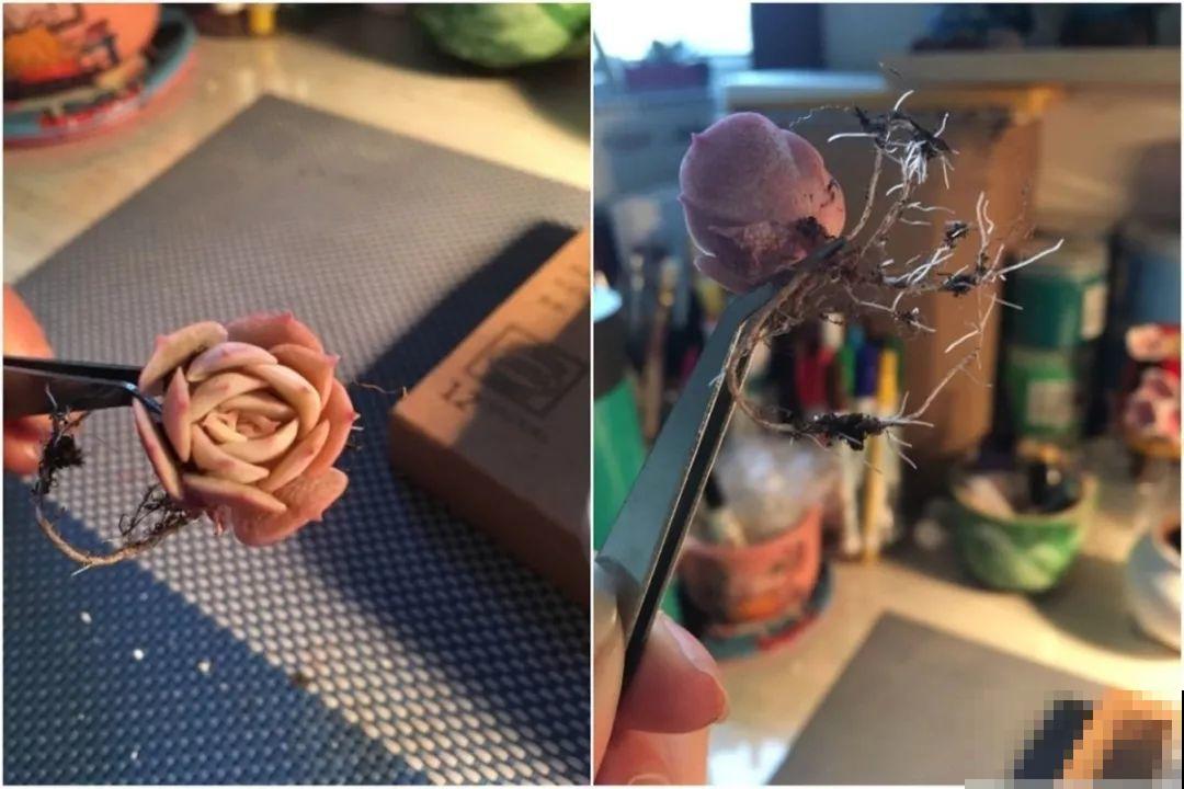 抢了侄子的橡皮泥，竟然拿去做花盆，比买的还好看！