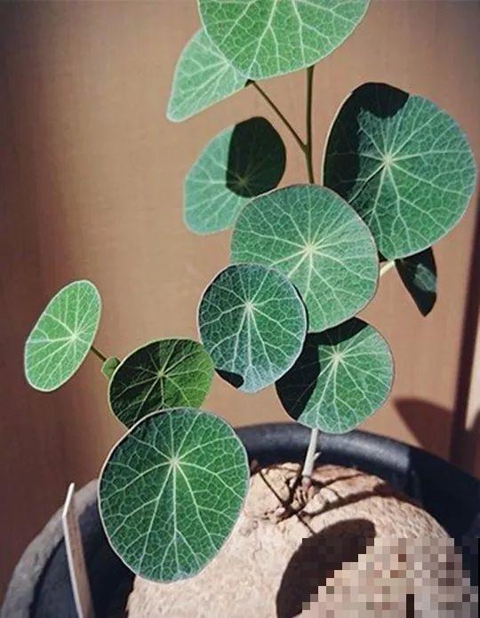 别养绿萝了，这20种耐阴花，养家里才气派！