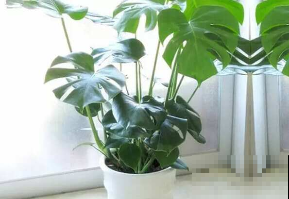 适合养在家里的竹子，除了文竹，还有这几种年年都在窜新叶子！