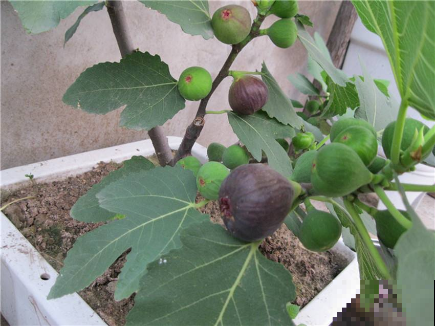 无花果一年最好吃的时候来了，只要按照这养法，吃到深秋不是事！