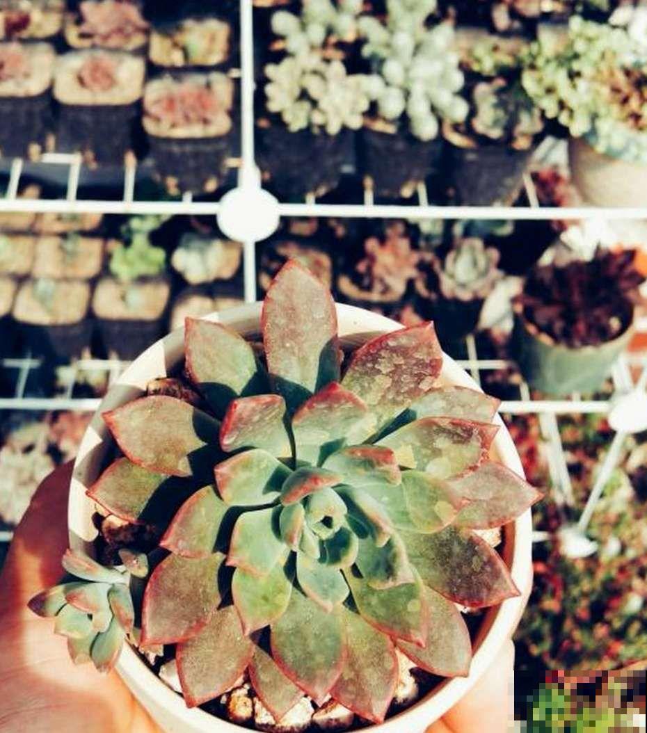 院子没有，自己动手改造一下小露台，花园梦还是可以实现的！