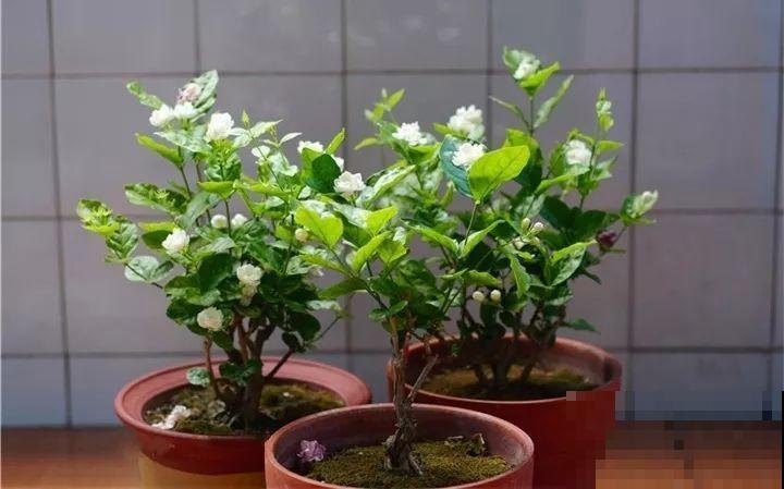 3种花开败了别等，赶紧剪一刀，下个月还能接着开！