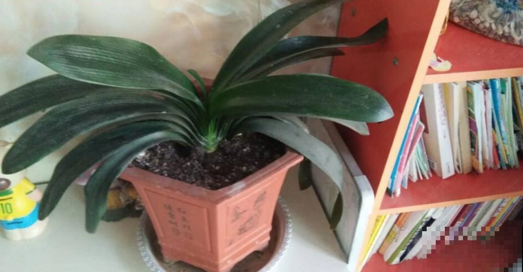 耐冻的花卉，你们家里养了那些？