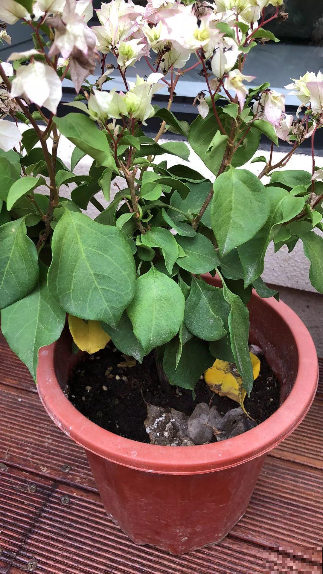 30种常见花的夏季浇水方法，告别烂根黄叶，养花无忧！