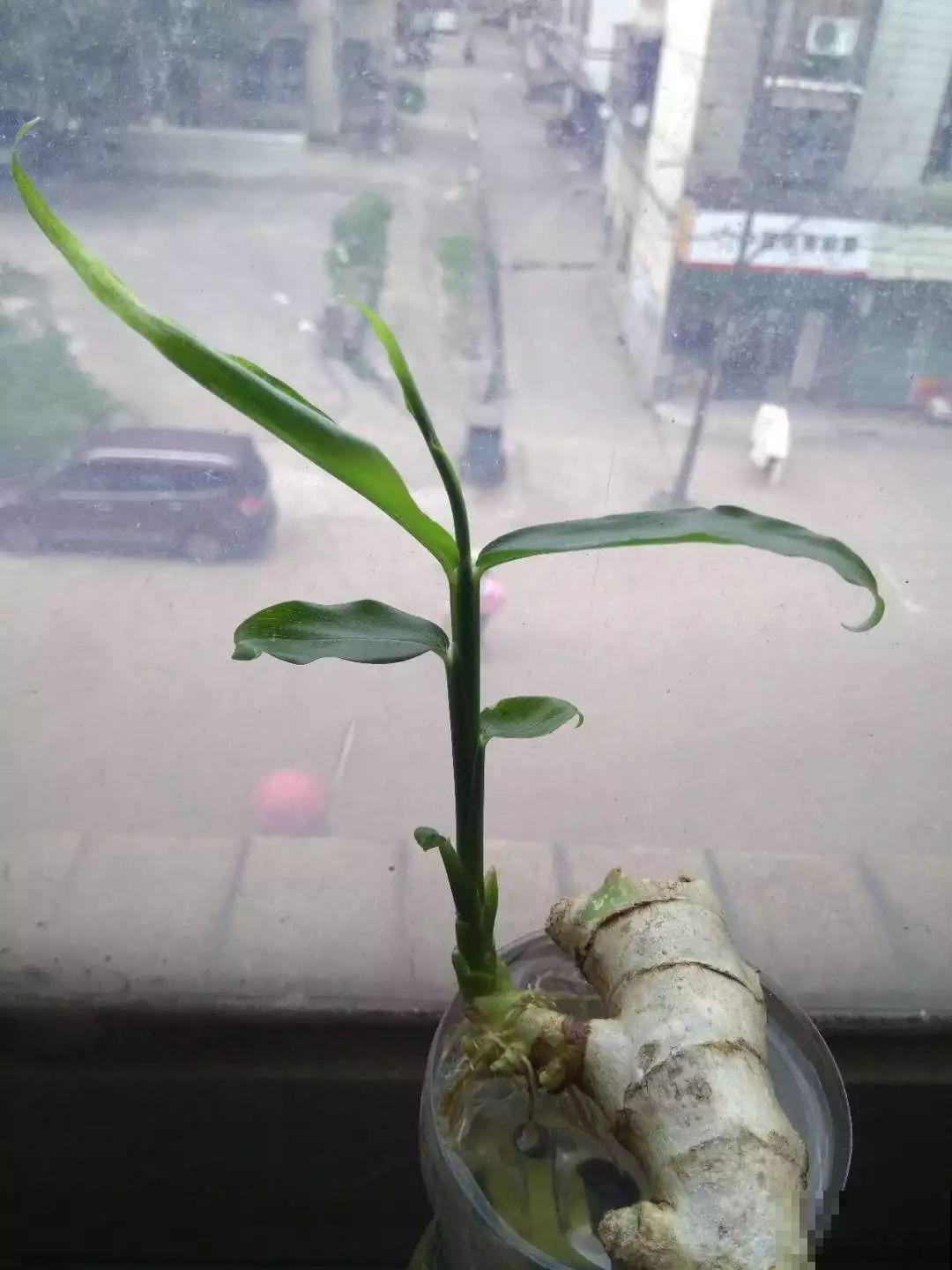 发芽的生姜丢盆里，一周就窜叶，半年生出一桶姜！