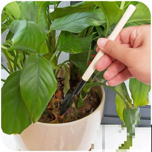 即将度夏成功？别让花毁在秋老虎手里，不然有你后悔的！