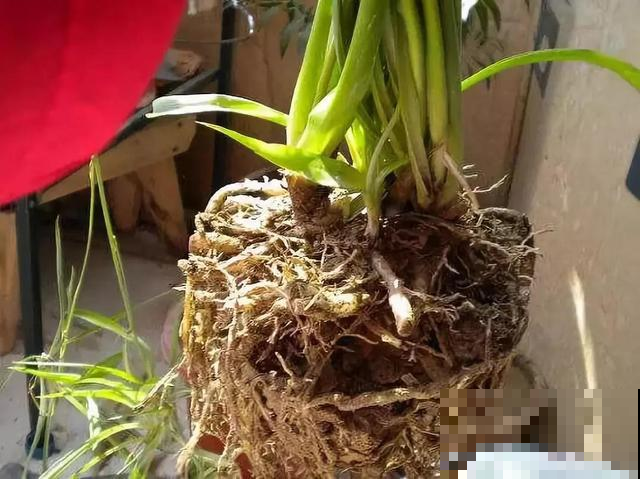 没时间给吊兰浇水，那不如扔了花盆改水培，大白根系看着就过瘾！