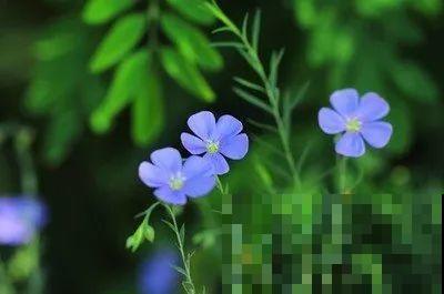 蓝色绣球最讨喜，咋调出来的？关键是土里多了它！