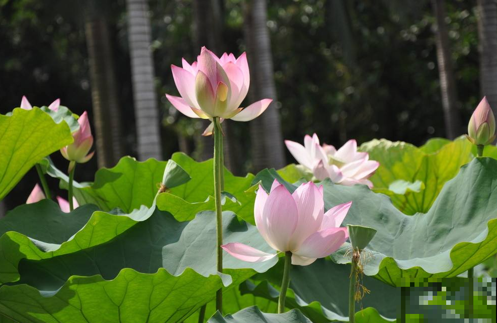 这6种花，都是迎着烈日开放，公园路边经常见！