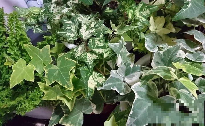 80种耐阴花，光线不好照样养的活，新手的救星！