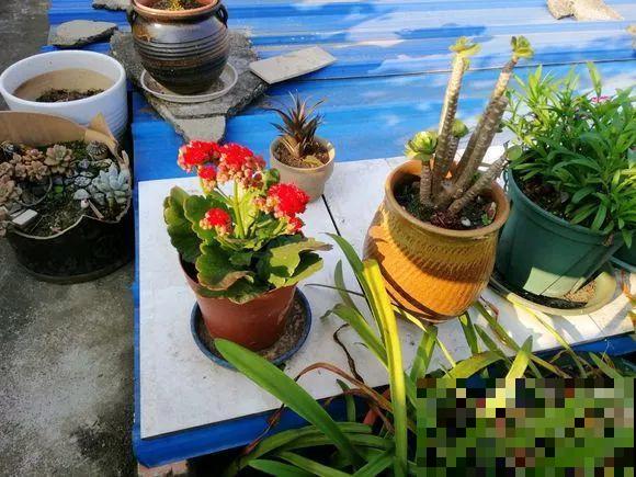 这么贵的花，路边扔了一大堆，丢人也要捡！