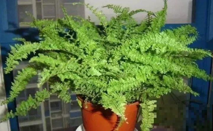 80种耐阴花，光线不好照样养的活，新手的救星！