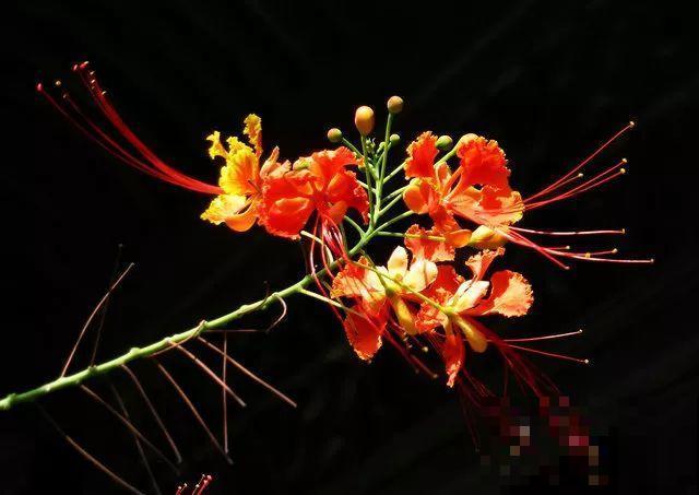 这花长得像大虾，看着就很有食欲，可在东北人这都是“苞米”！