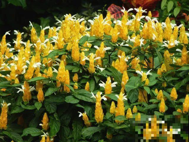 这花长得像大虾，看着就很有食欲，可在东北人这都是“苞米”！