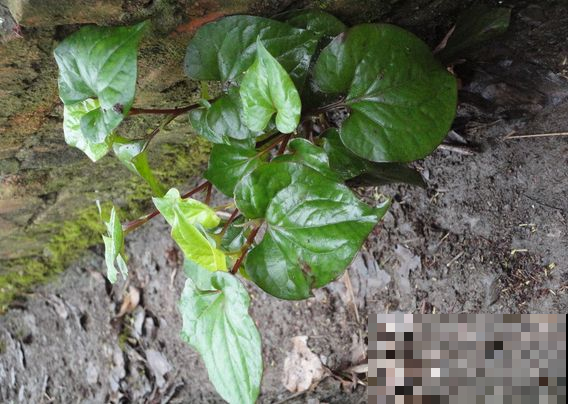 阳台种盆“狗耳朵”，煮煮吃了浑身舒坦，现在是种它最佳时机！