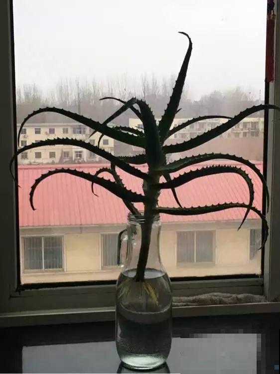 这12种花，夏天直接扔水里，蹭蹭长个开花拦不住！