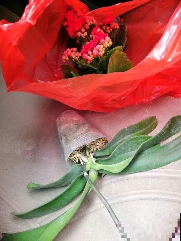 这么贵的花，路边扔了一大堆，丢人也要捡！