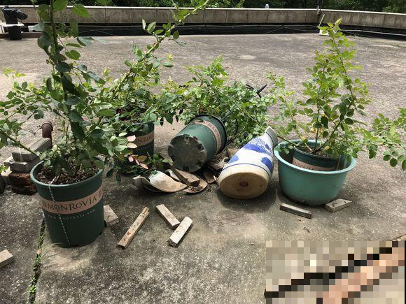 台风天养花必须做到的三件事，否则好花变烂叶，救都救不回来！