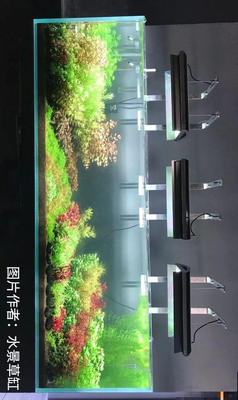 夏天就得养它，扔水里长一缸，7天美成一幅画！