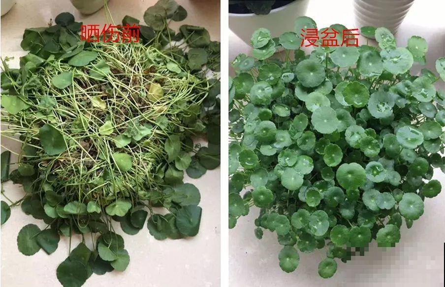 夏天养花不注意防晒，变黑长斑，小心最后只能收空盆！