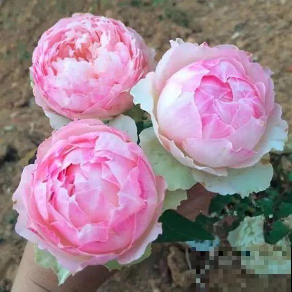 这花一年能开8个月，开完剪，剪完开，养花人都爱它！