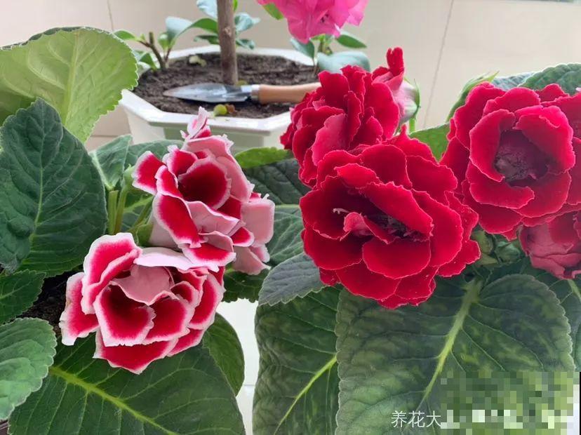 这花超耐阴，1片叶子扦插8盆，开起花来就没停过！