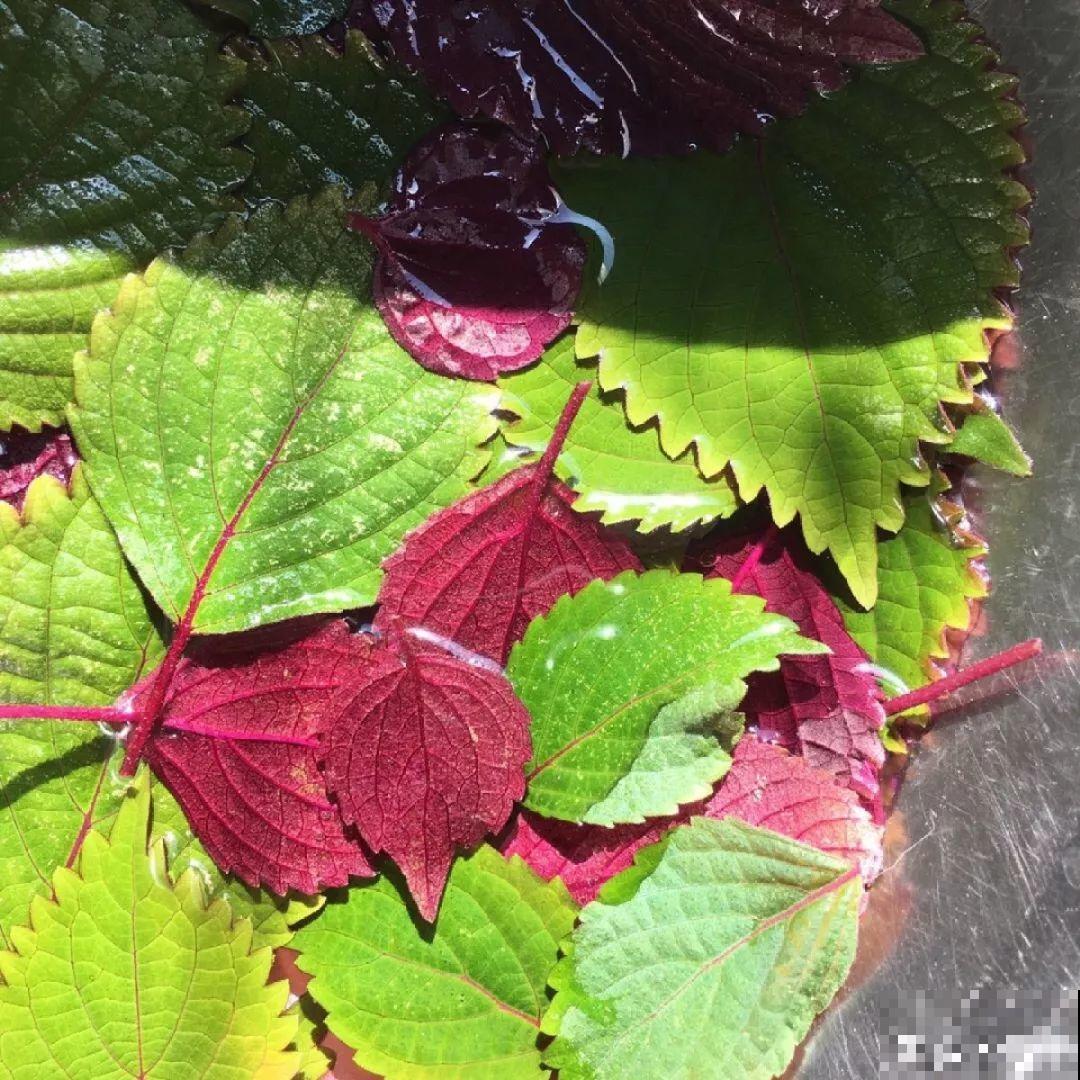 给花喷点它，蚂蚁蜗牛全杀死，家里再也不招虫！
