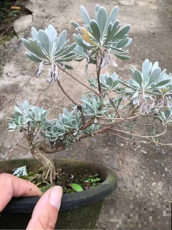 大自然可真神奇，这植物浑身“冰霜”，夏天最佳盆栽非它莫属！