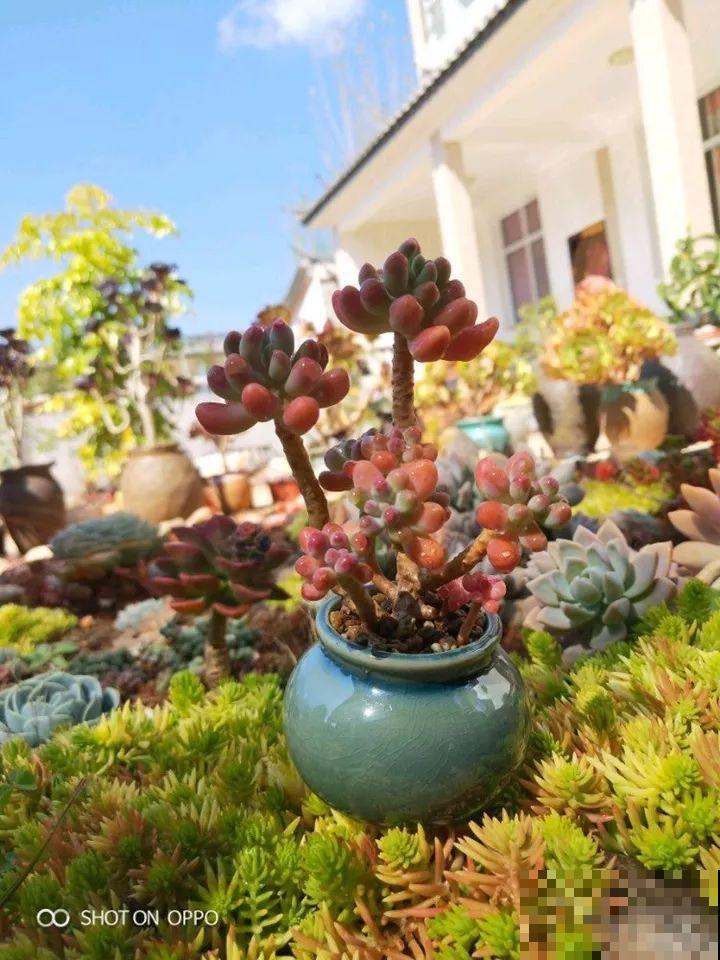 爸妈不在家，我在院子里疯狂种多肉，年年回家吓一跳！