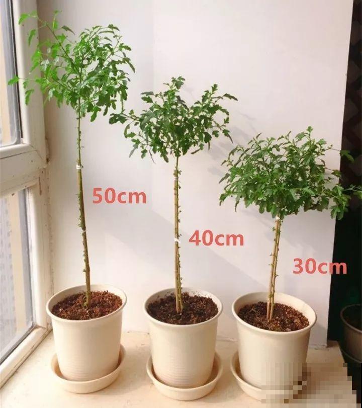 这8种花，拿棍子一绑凹个造型，身价嗖嗖往上翻！