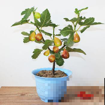 无花果结完果就不管了？明年别想有好果子吃，除非做到这几件事！