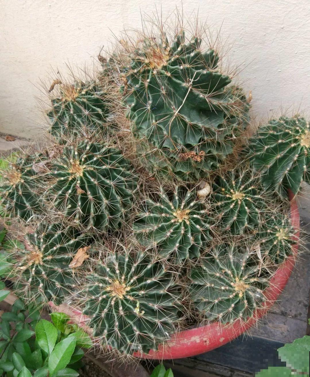 给花砍1刀，10天爆出20个芽，揪下一个，插土里就活！