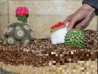 仙人球开花秘籍，适当懒一点，颜色艳丽个头比拳大！