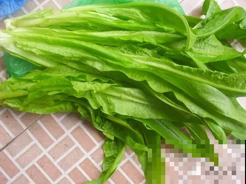 油麦菜播种年度最佳时机，一天薅三次都吃不完，一棵就够吃一顿！