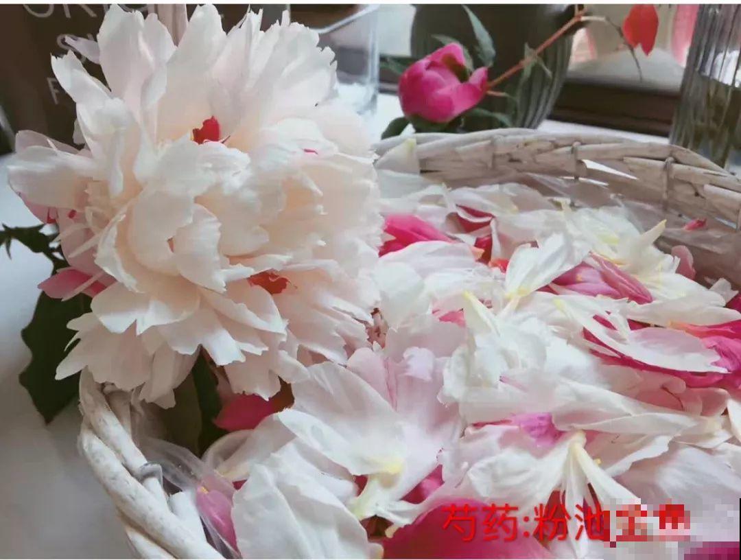 这种吉祥富贵花，秋天都要抢着养，错过再等一年！