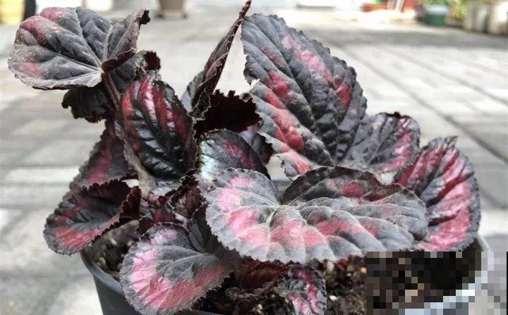 耐阴花就选它，叶子10个色，没光也能长爆盆！