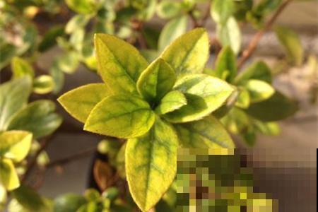 栀子花缺了它，黄叶还不长，真难伺候！