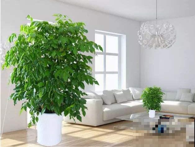 这3种花，夏天又潮又热照样长得好，满盆开满小白花！