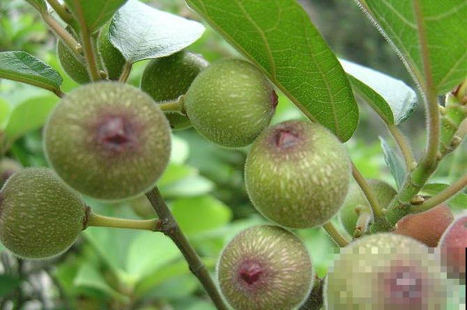 哪怕你是阳台杀手，无花果也特别容易种，结的果全是蜜！