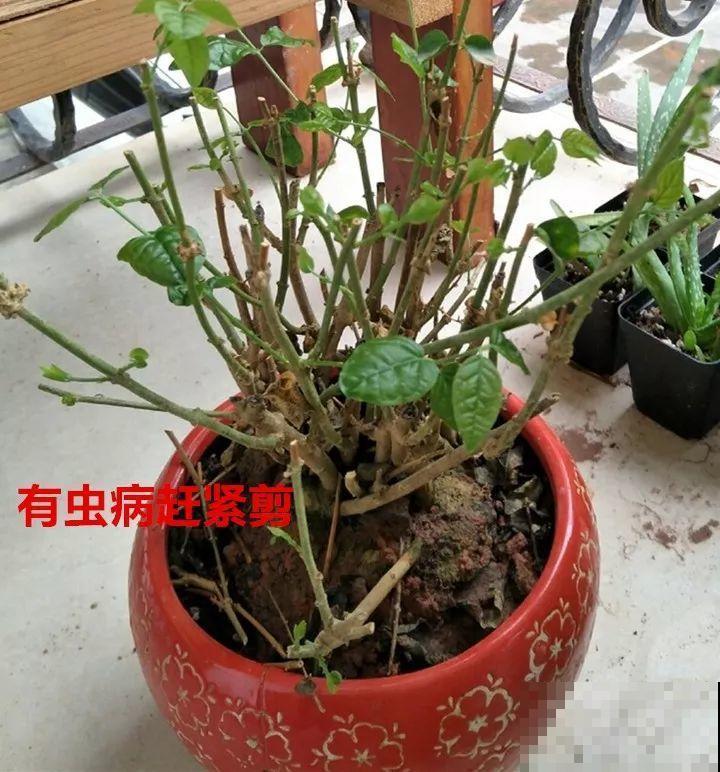 8月养花，头等大事就是修剪，剪的及时，明年坐等爆花！