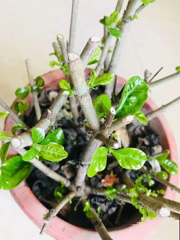 这10种花，年年收空盆，没点经验还真不敢养！