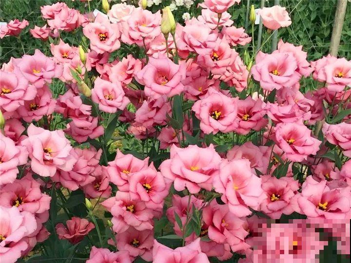 秋天养这30种花，能开200天，让你一次看个够！