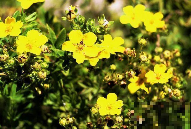 这花长得像大虾，看着就很有食欲，可在东北人这都是“苞米”！