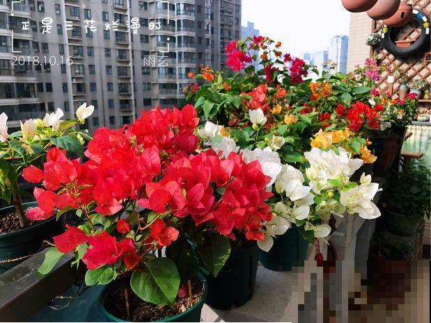人和花都是相通的，看你养的花，就知道你是什么性格了！