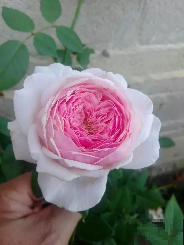 这花一年能开8个月，开完剪，剪完开，养花人都爱它！