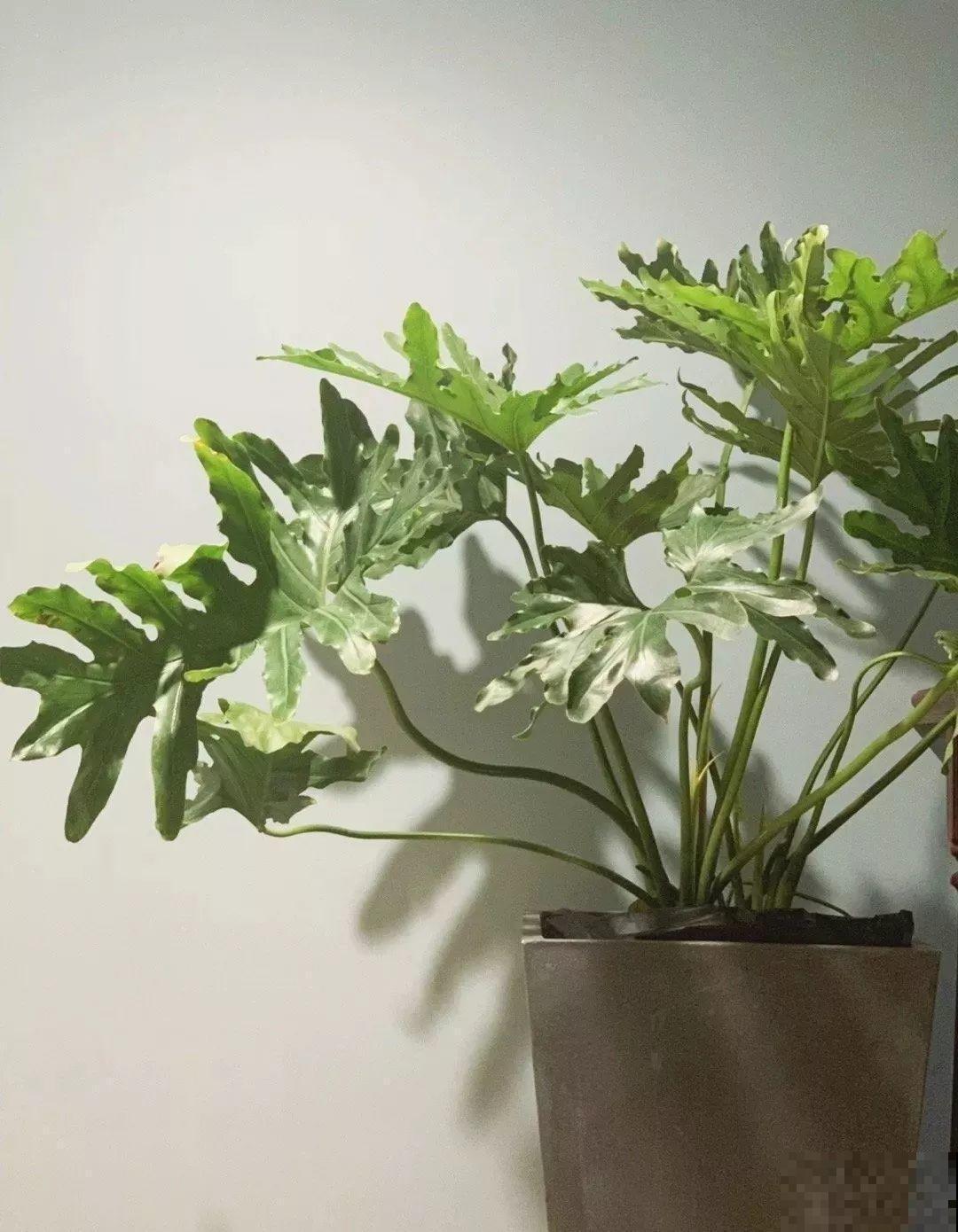 80种耐阴花，光线不好照样养的活，新手的救星！