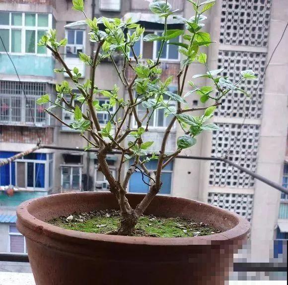 这花剪一茬开一茬，越晒花越多，整个夏天屋里都是香香的！